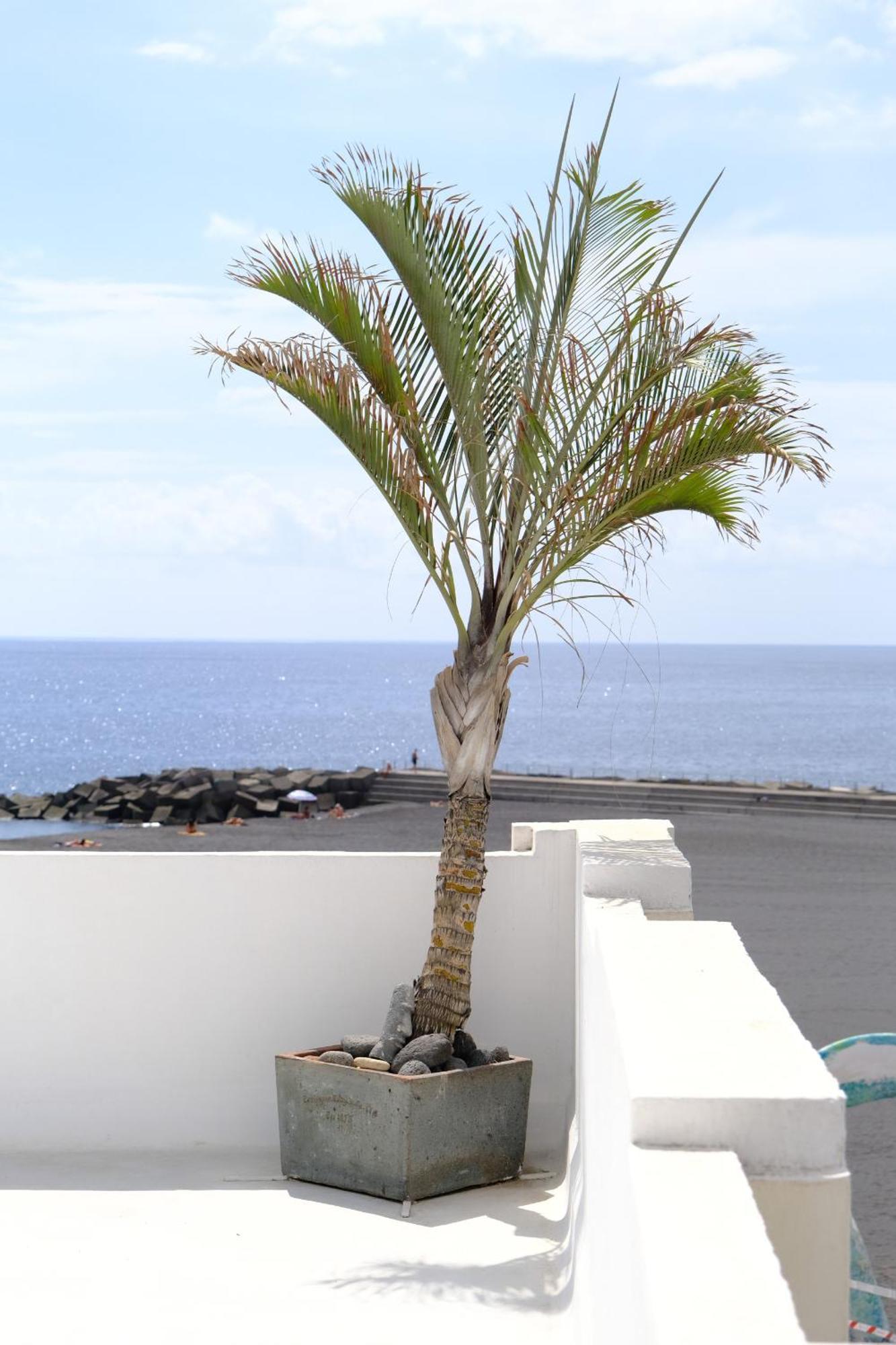 Rooftop Dreamhouse - 3Br With Seaviews Santa Cruz de la Palma  Exteriör bild
